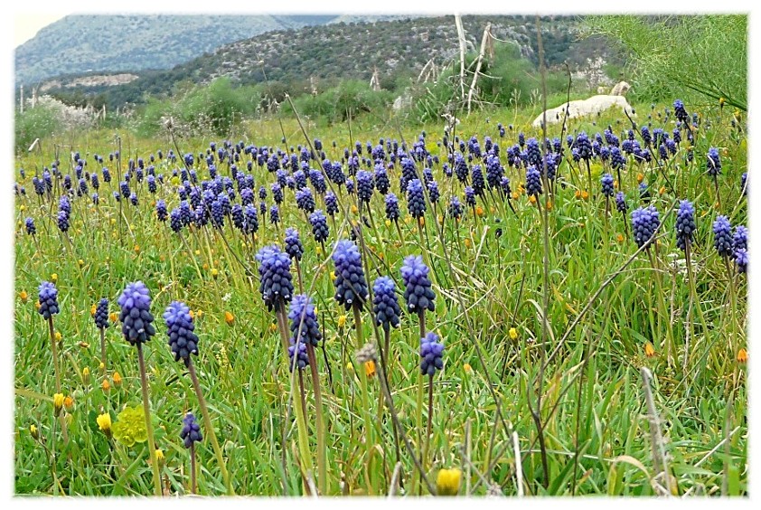 Le Steppe del Gargano